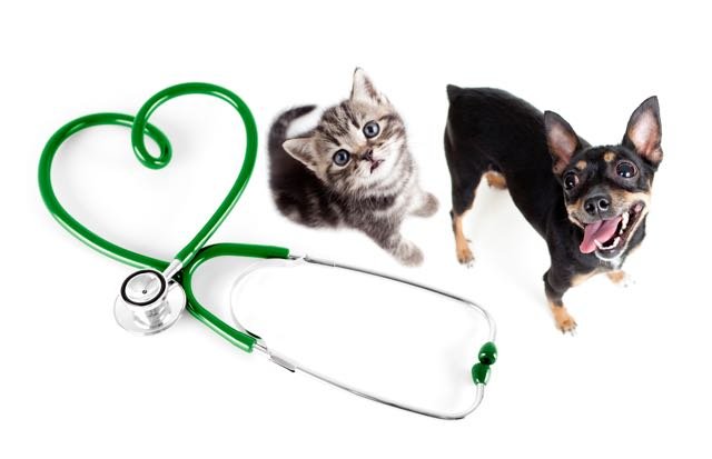 Vets, vet suppliers and pets